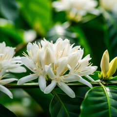 Macro shot of fragrant white coffee flowers blooming among green leaves, representing the early stage of coffee production.
