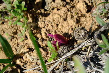 Hyobanche sanguinea: Vibrant Wildflower of Hantam National Botanical Garden