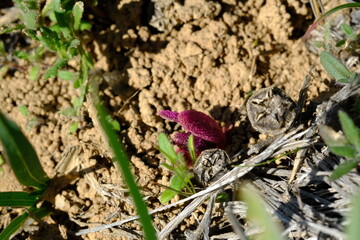 Hyobanche Sanguinea Wildflower in Hantam National Botanical Garden