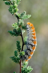 Lophocampa Caryae Caterpillar in Hantam National Botanical Garden