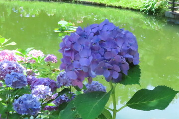 青いアジサイ