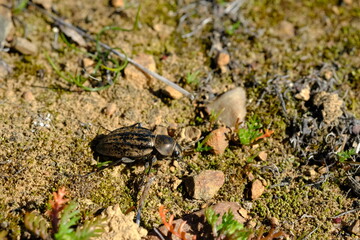 Macro Shot of Pachysoma Beetle in Hantam National Botanical Garden