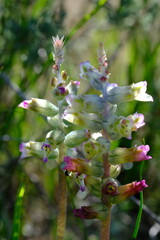 Cyanella hyacinthoides in Hantam National Botanical Garden, South Africa