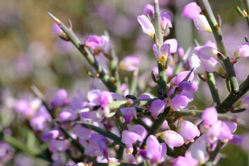 Vibrant Polygala myrtifolia in Hantam National Botanical Garden