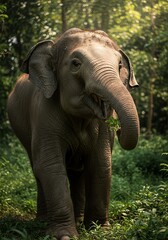 Fototapeta premium Young Elephant Standing in Lush Green Forest Natural Habitat