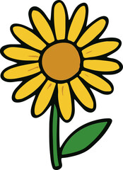 sunflower isolated on white