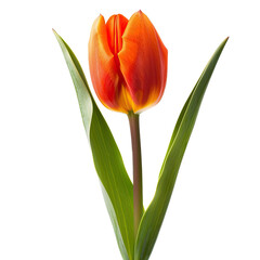 Naklejka premium Single orange-red tulip, vibrant petals, green leaves