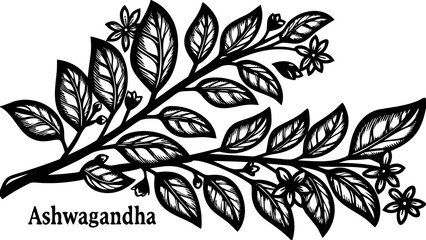 Illustration of ashwagandha plant with detailed leaves and flowers in black and white drawing style
