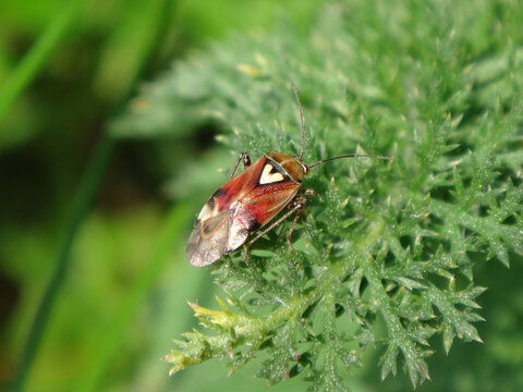 Plant bug (Lygus pratensis) on a yarrow leaf