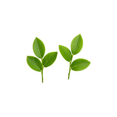 Fototapeta premium Isolated leaves and branches of fresh green plants on white background