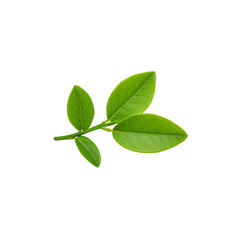 Obraz premium Isolated leaves and branches of fresh green plants on white background