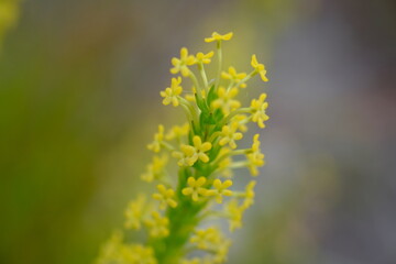 Vibrant Bulbine Frutescens Bloom in Harold Porter Botanical Garden
