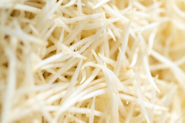 Roots of a plant on a white background