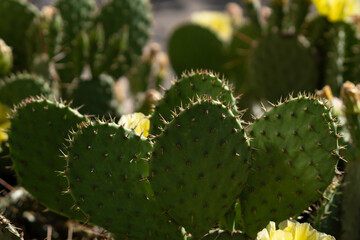 Prickly pear in flowering season