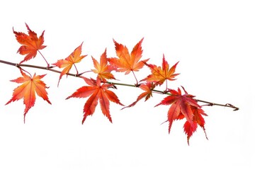 Vibrant autumn maple leaves branch