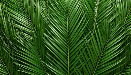 Close-up palm frond texture
