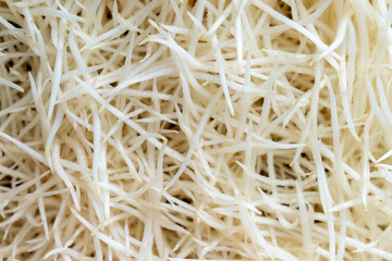 Roots of a plant on a white background