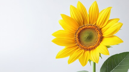 Fototapeta premium Isolated close-up of a realistic sunflower with detailed veining in petals and a golden center, naturally lit, perfect for digital compositions.