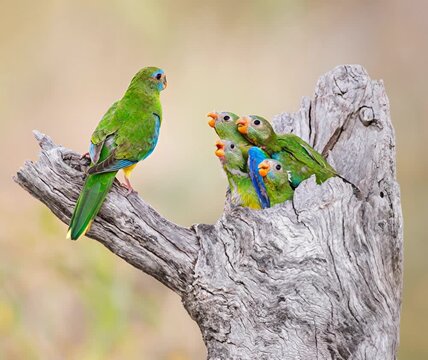 Turquoise parrot feeding its chicks in a tree hollow