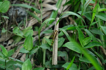 Dragonfly Perched on Leaf in KwaZulu-Natal Botanical Garden