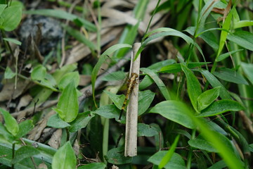 Orthetrum chrysostigma Dragonfly on Leaf in KwaZulu-Natal Garden