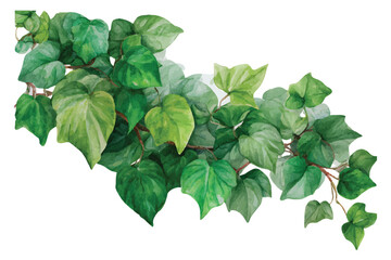 Fototapeta premium Watercolor painting of lush green ivy leaves on a white background plant