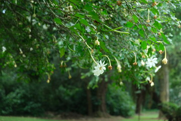 Gardenia Thunbergia in KwaZulu-Natal Botanical Garden