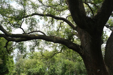 Majestic Quercus Robur in KwaZulu-Natal Botanical Garden