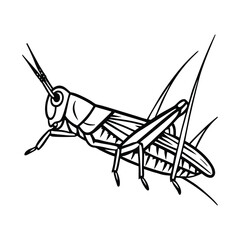 grasshopper on a white background vector
