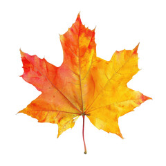 Obraz premium Vibrant autumn maple leaf (8)