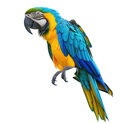 Fototapeta premium Vibrant macaw, profile view, bright colors against black background