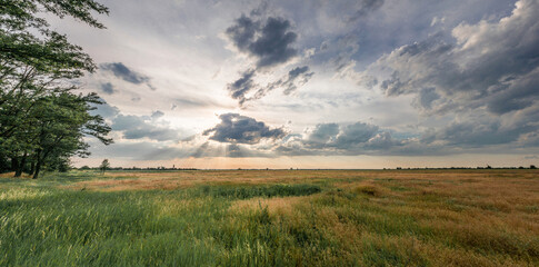 Obraz premium Ukraine, Kherson region, Ukrainian field. Blue sky and yellow field. Ukrainian flag. Landscape with field and road.