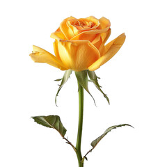 Single vibrant yellow-orange rose