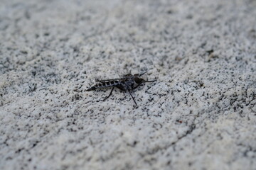 Macro Shot of Asilidae Fly in Harold Porter National Botanical Garden