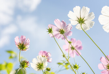 Bright horizontal photo of pink and white cosmos flowers against blue sky
