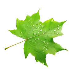 Close-up of a vibrant green maple leaf, adorned with water droplets