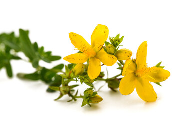 St. John's wort flowers
