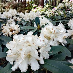white flowers in the garden