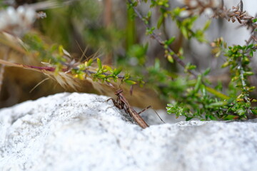 Empusa Fasciata on Plant Stem in Harold Porter Botanical Garden