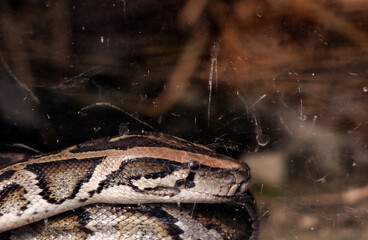 A python inside a glass enclosure