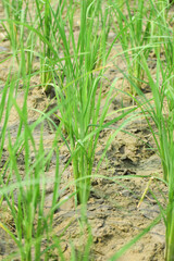 A large area of rice seedlings growing in the fields of Pakistan, Bright green rice fields in the morning, rice fields of Hazro Attock, Close-up of rice seedlings growing on the fields in Meinong