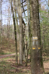 Marked Trail Through Forest, Yellow and White Blazes