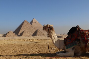 Camel resting by the Great Pyramids of Giza.