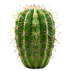 Close-up of a rounded cactus, vibrant green with numerous yellow-tan spines