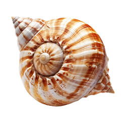 Close-up of a spiral seashell (9)