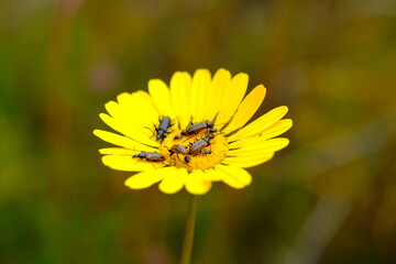 Mylabris oculata Beetle on Yellow Flower in South Africa