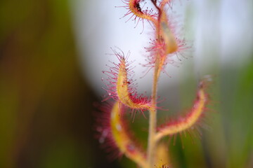 Macro Shot of Drosera capensis in Harold Porter Botanical Garden
