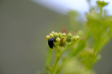 Close-Up of Ceratina Bee in Harold Porter Botanical Garden, South Africa