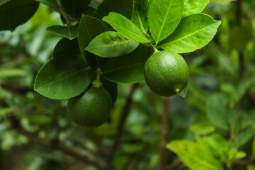 lime fruit on the tree