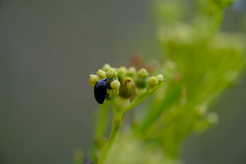 Close-up of Chrysolina Herbacea Beetle in South African Botanical Garden